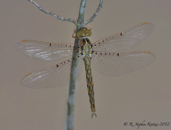 Neurocordulia molesta, female